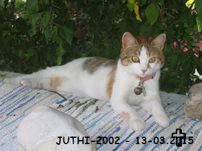 Jutzhi 2002-2015